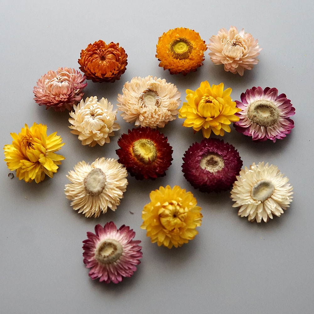 Natural Dried Colorful Chrysan - đánh giá và giá Holiday Candle Set