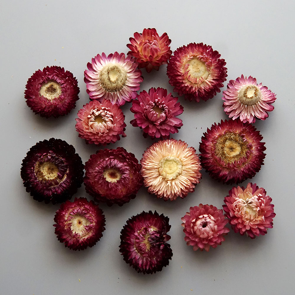 Natural Dried Colorful Chrysan - đánh giá và giá Holiday Candle Set